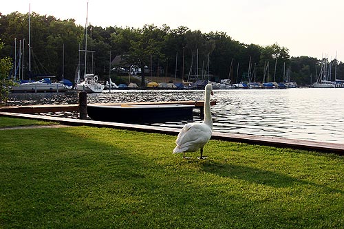 alte_eichen_sommer_06.jpg