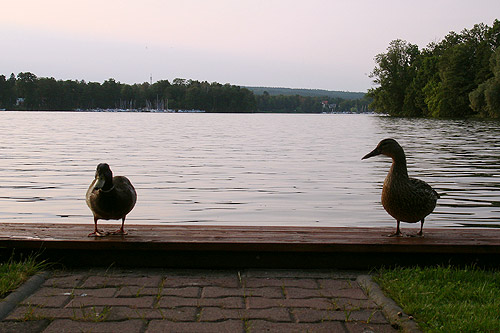 alte_eichen_sommer_07.jpg